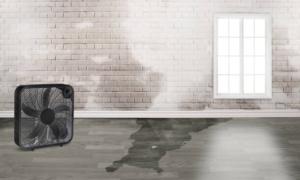 Best Water damage restoration near me  in West Brownsville, PA